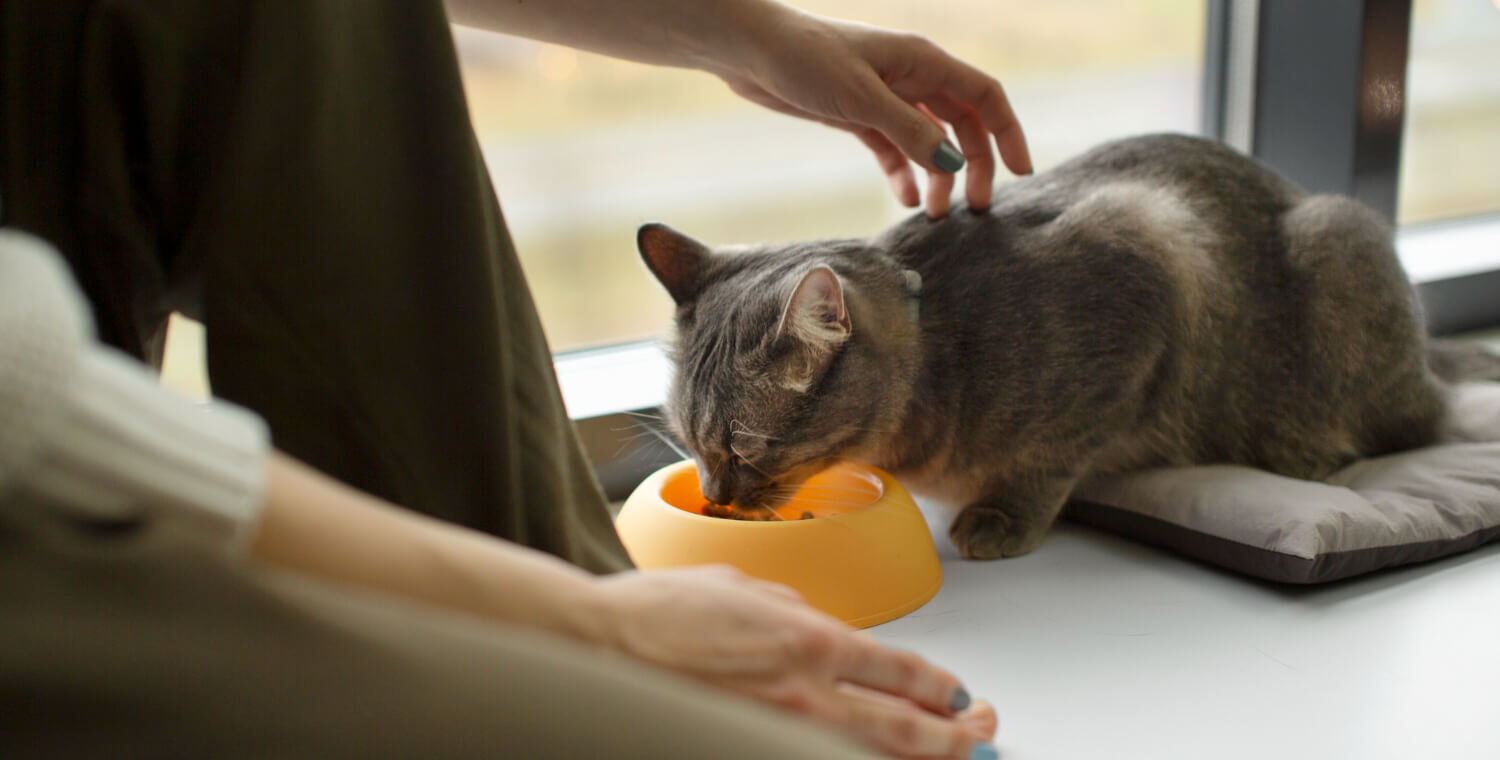 Conserver l'appétit de votre chat en voyage : conseils utiles