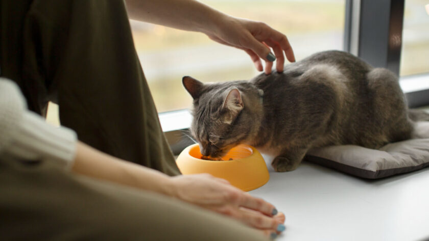 chat, Conserver l&rsquo;appétit de votre chat en voyage : conseils utiles